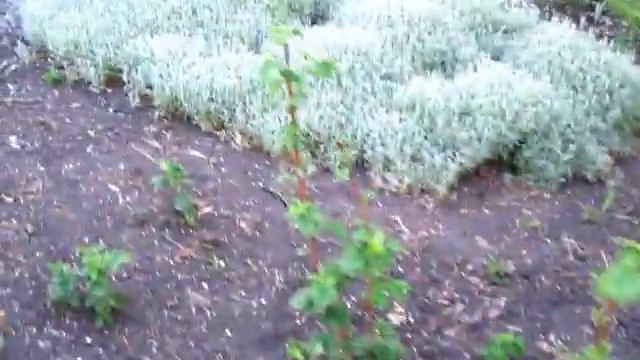 Саженцы деревьев через интернет, брать или не брать смотреть онлайн