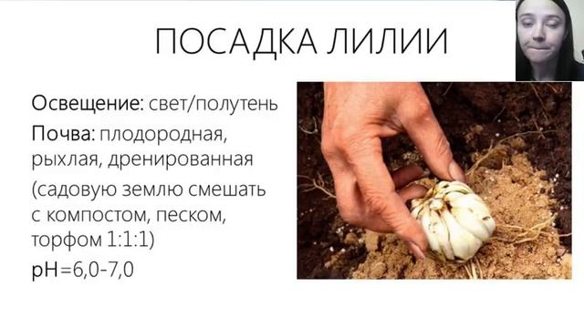 Вебинар "Лилии" смотреть онлайн