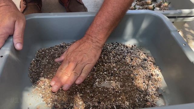 How to prevent root rot on cactus (Soil mix, Ariocarpus and more) смотреть онлайн