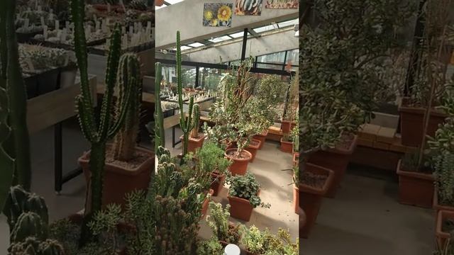 Кактусы в ботаническом саду МГУ Москвы смотреть онлайн