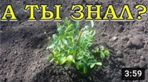Посадка РОЗ весной???