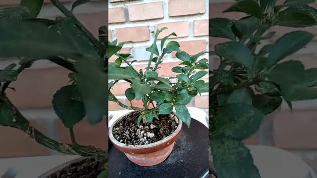 EUONYMUS ALATUS смотреть онлайн