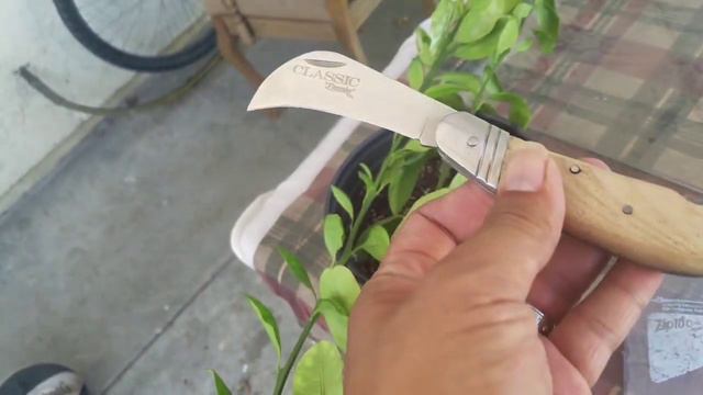 Calamansi cuttings смотреть онлайн