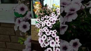 петуния Капелла Пурпл Вейнс (Capella Purple Veins)