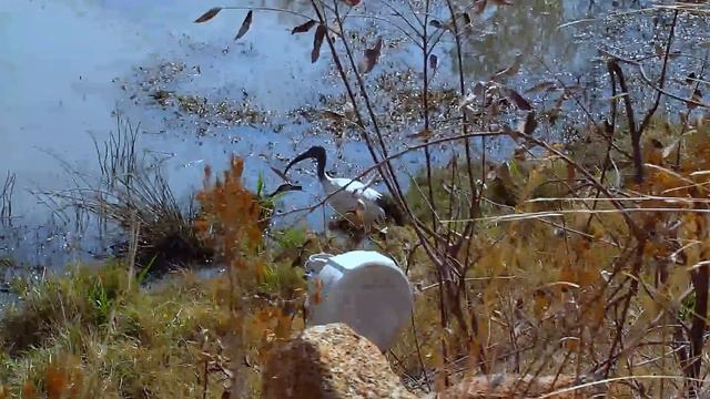 Африка. Африканский священный ибис - Africa. African Sacred Ibis смотреть онлайн