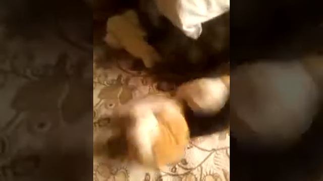 При отсутствии друзей и игрушечная собачка-товарищ смотреть онлайн