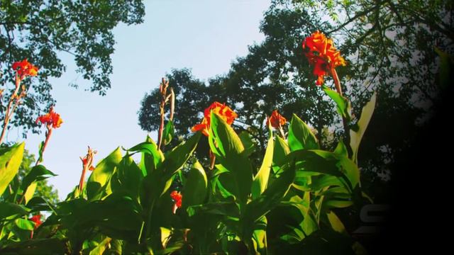 Ну и Африка! смотреть онлайн