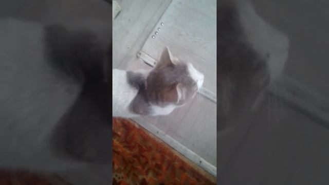 кот Борис смотреть онлайн