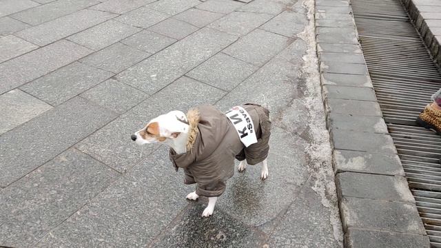 Save ФОП. Майдан. Поддержка ФОПам пришла откуда не ждали... смотреть онлайн
