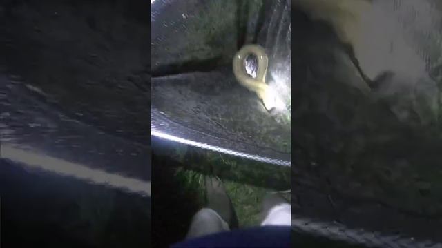 ОГРОМНЫЙ ЕВРОПЕЙСКИЙ УГОРЬ! смотреть онлайн