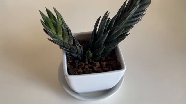 263: Beautiful Haworthia reinwardtii | Features & Care | +Flowering Haworthia limifolia pup update! смотреть онлайн