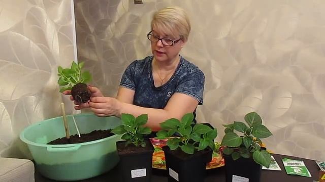 Как получить мощную корневую систему.Никакого секрета нет.06.04.2020 смотреть онлайн