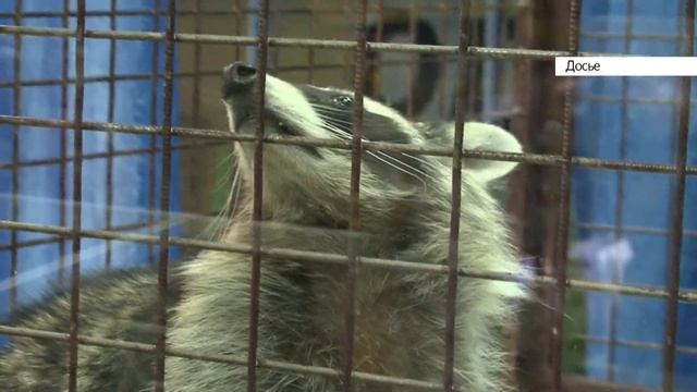 Барнаульский зоомагазин потребовал удалить новость об ужасных условиях содержания енота смотреть онлайн