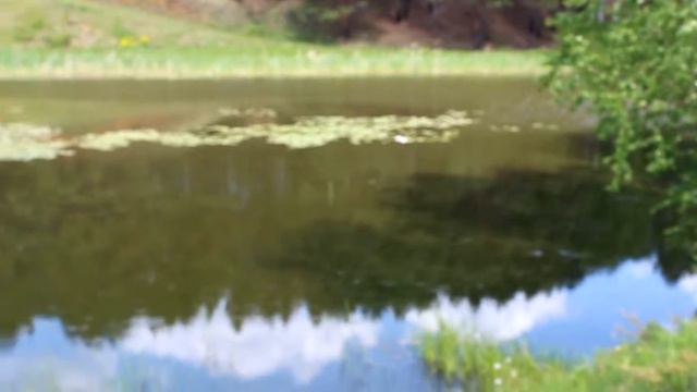 Лес. Лето. Родник смотреть онлайн