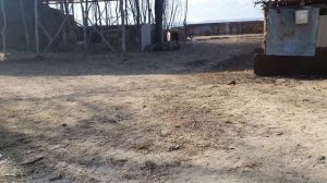 Откорм быков 493кг мясом лимузин!!!