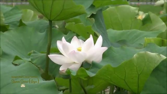 Stephen Sicard(Logos) - Adagio Pour L'Ange Gardien смотреть онлайн