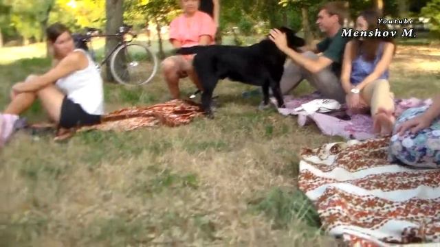 Собаки хотят общения с человеком. Парк Херсона, пришла поприветствовать. смотреть онлайн