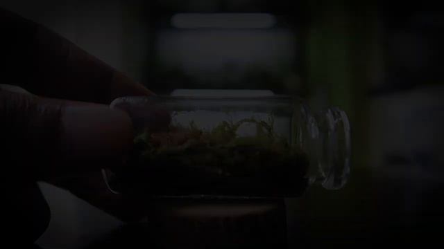 One Year Update - Miniature terrariums || Tiny moss terrascape update || Miniature terrarium update смотреть онлайн