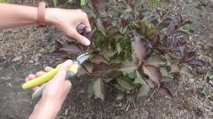 Обрезка вейгелы летом после цветения.