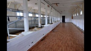 Содержание коров Айрширской породы. Фермерское хозяйство "Катумы"