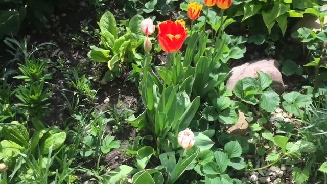 Цветёт Луизиания, тюльпаны. Май 2019 смотреть онлайн