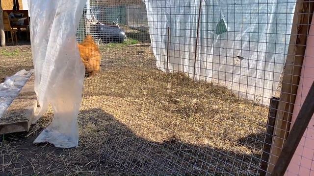 #178 Овоскоп своими руками, результат овоскопирования. Посадили клубнику /Переезд на юг смотреть онлайн