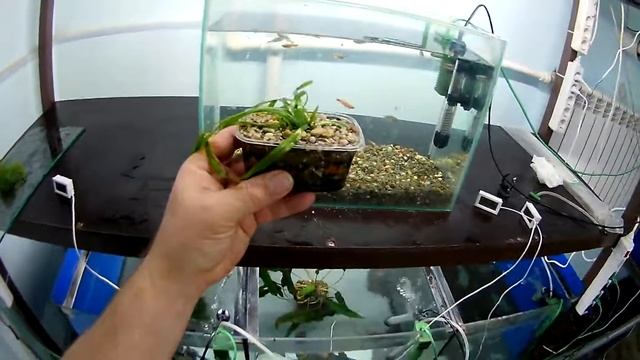 Бюджетный аквариум для начинающих смотреть онлайн