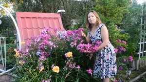 Секреты пышного цветения и ухода за флоксами | Подкормка флоксов