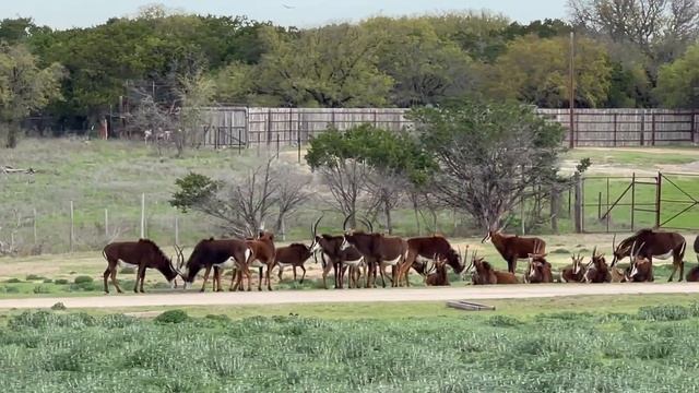 SAFARI PARK TEXAS USA Fossil Rim WildLife Center В мире животных Дикая природа Сафари Парк в Техасе смотреть онлайн