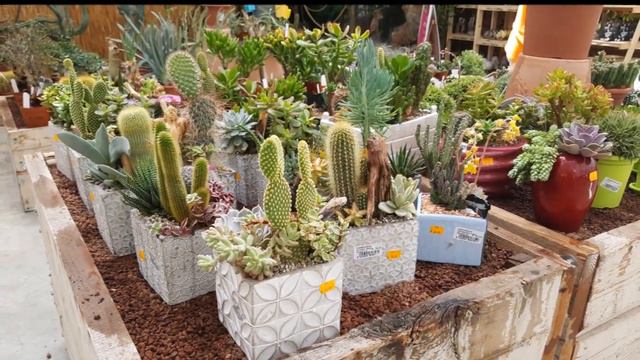 MOSTRA MERCATO PIANTE GRASSE/ CACTUS MARKET-SHOW смотреть онлайн