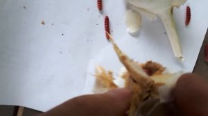 Черви жрут чеснок