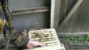 Работа роя за 3 дня. Улей Роже Делона.