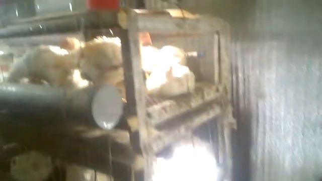 Цыплятам 32 дня смотреть онлайн