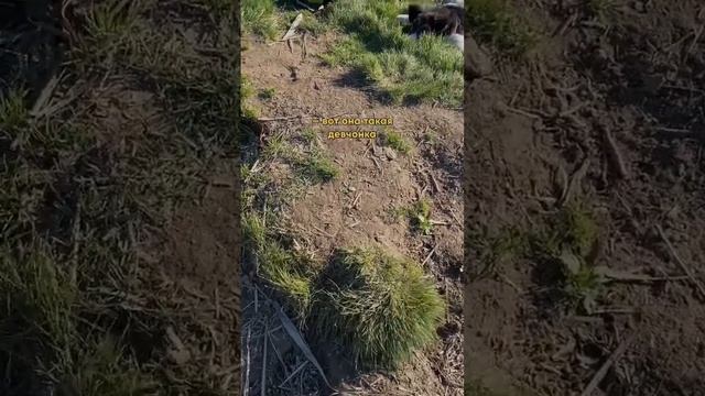 Метис Ландсира и Лайки! Фотосессия для милой собачки смотреть онлайн