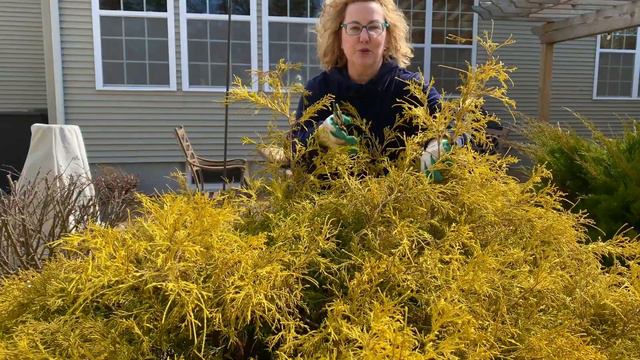 Pruning a Gold Mop Cypress the Easy Way смотреть онлайн