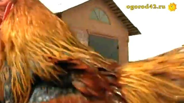 Куры Брама смотреть онлайн