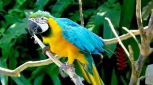 Строение перьев птиц