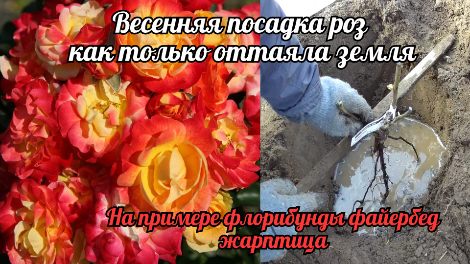 Весенняя посадка роз на примере флорибунды файерберд - жарптица. смотреть онлайн