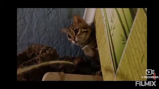 Самые популярные породы кошек в России. смотреть онлайн