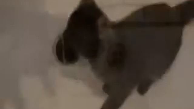 Египетский дымчатый (Smoke) Мау Чипс и вода (Smoke Mau Cat&Water Tap) смотреть онлайн