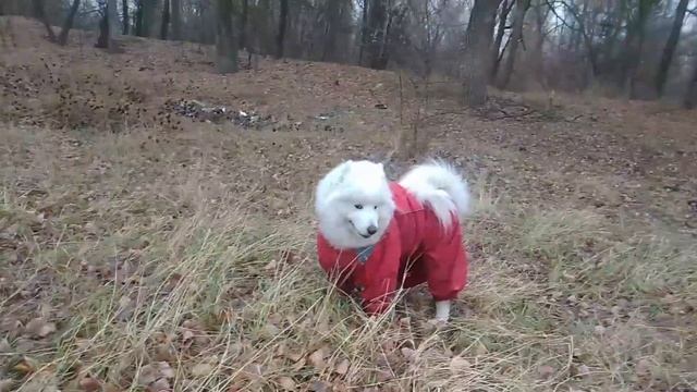 ПРОГУЛКА У РЕЧКИ САМОЕДА АЙШИ В НОЯБРЕ смотреть онлайн