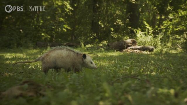 Mythbusting Opossum Facts | Backyard Nature