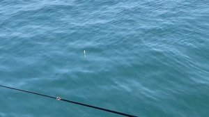 Рыбалка на черном море в апреле. Поймали радужную форель и зеленуху.