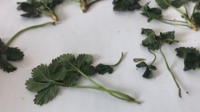 Doğada Şifalı Beşparmak Otu Potentilla erecta Özellikleri Kullanımı смотреть онлайн