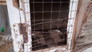 почему крольчиха прыгает на крольчиху......