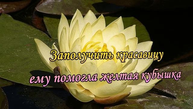 Кувшинка Легенды о цветах смотреть онлайн