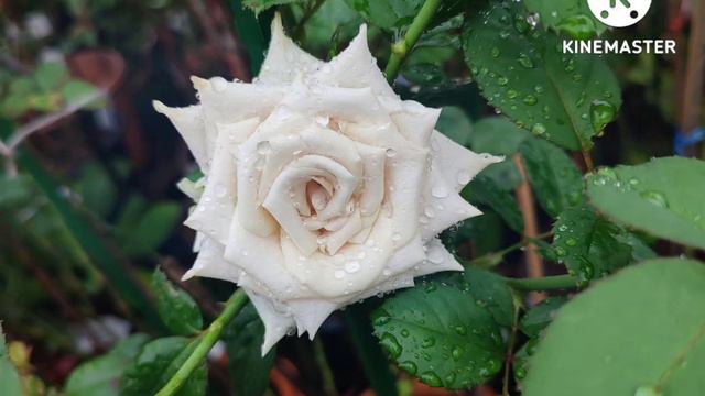 menta rose смотреть онлайн