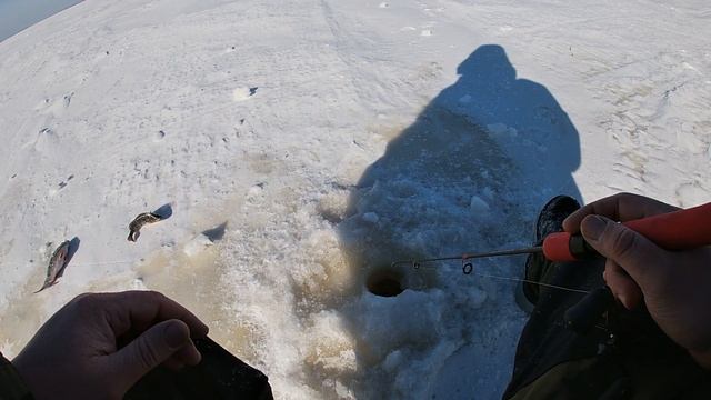 РЫБАЛКА НА РЫБИНСКОМ ВОДОХРАНИЛИЩЕ!!! Брейтово! смотреть онлайн