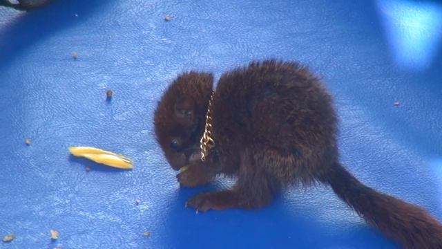 Белки в Паттайе. Squirrels in Pattaya смотреть онлайн