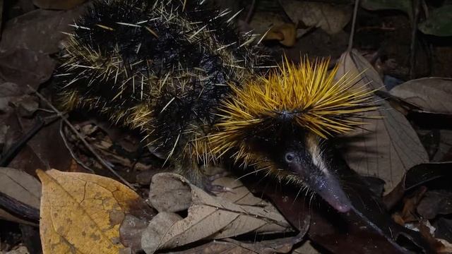 Умеет ТРЕЩАТЬ иголками! Что за животное? НЕ ёжик и НЕ мышка! Полосатый тернек смотреть онлайн